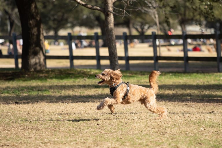 Best Arlington TX Dog Parks & Pet Services Guide 2026