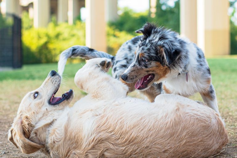 Banfield Pet Hospital Arlington TX: Costs, Services & Wellness Plans Explained